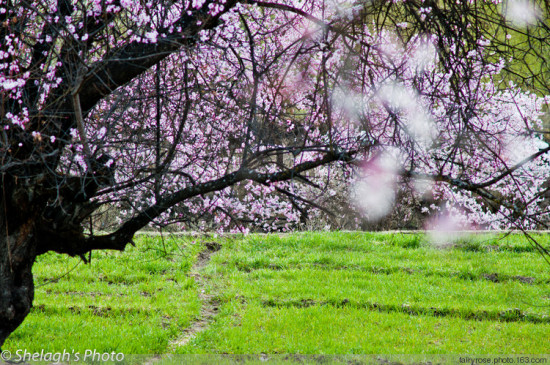 ��˾��ͷ�����֥-���ϵ���