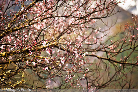 ��˾��ͷ�����֥-���ϵ���