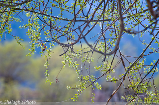 ��˾��ͷ�����֥-���ϵ���