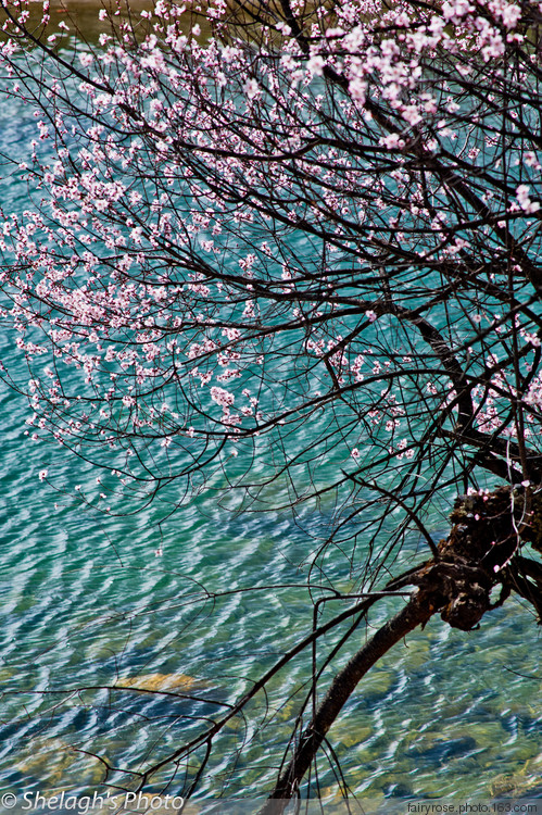 ��˾��ͷ�����֥-���ϵ���