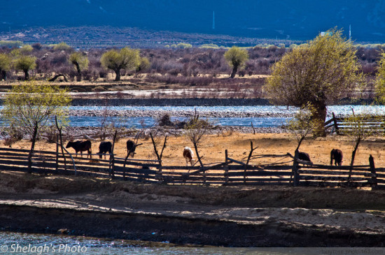 ��˾��ͷ�����֥-���ϵ���