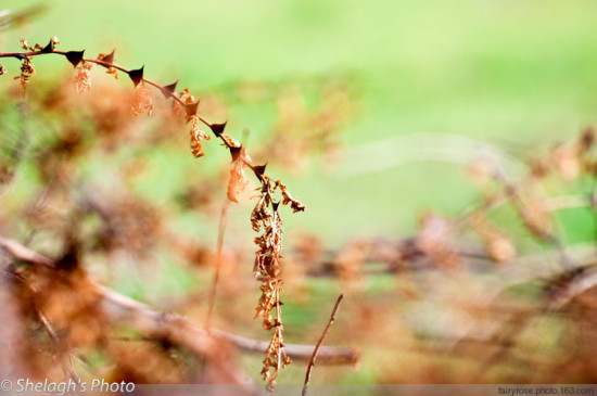 ��˾��ͷ�����֥-���ϵ���