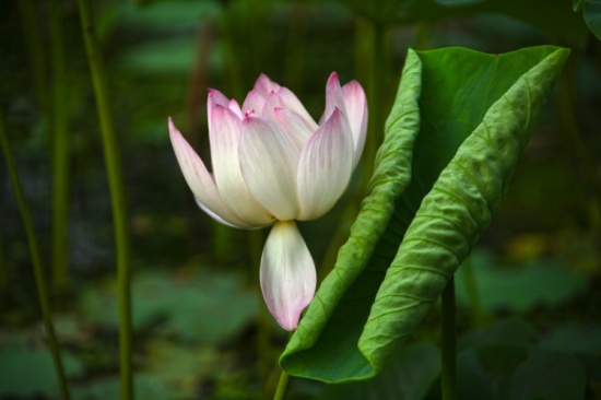 ������<span class=lxw>[ע: ������Ҳ��λ�ڱ����л������������ڵ�һ�������� ������λ�ڱ����з�̨���㰲���⣬���ڱ�����վ�Ϲ㳡�� ������ԭΪ���ж�����ĺ�����ʪ�أ�]</span>�ĺɻ�����-ֲ�ﻨ��