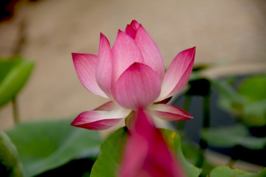 �����صĺɻ�����-ֲ�ﻨ��