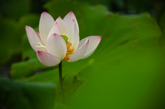 �����صĺɻ�����-ֲ�ﻨ��