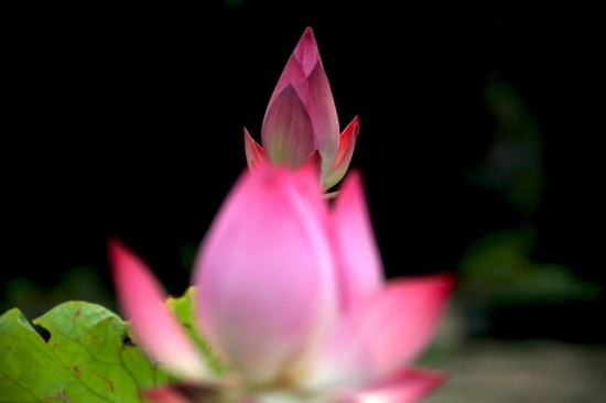 �����صĺɻ�����-ֲ�ﻨ��