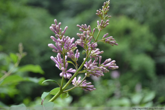 �е�����ɽ-��Ȼ�羰