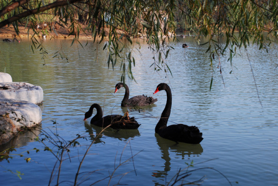 ��䱹���-������Ӱ