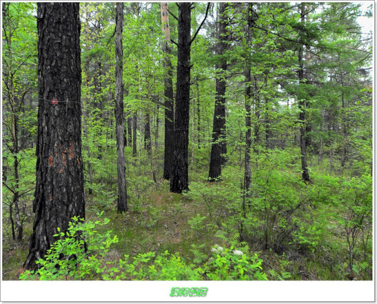 Į����Է�����۱�־-��������