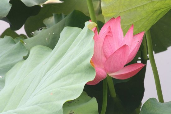 Ư���ĺɻ�-ֲ�ﻨ��