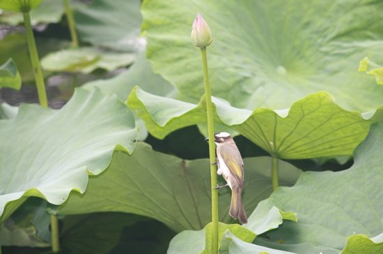 Ư���ĺɻ�-ֲ�ﻨ��