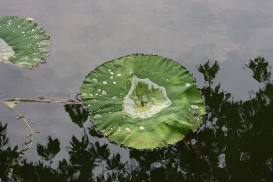 Ư���ĺɻ�-ֲ�ﻨ��