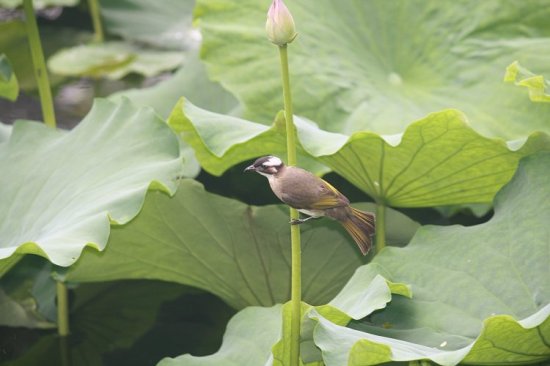 Ư���ĺɻ�-ֲ�ﻨ��