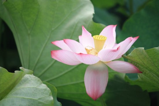 Ư���ĺɻ�-ֲ�ﻨ��