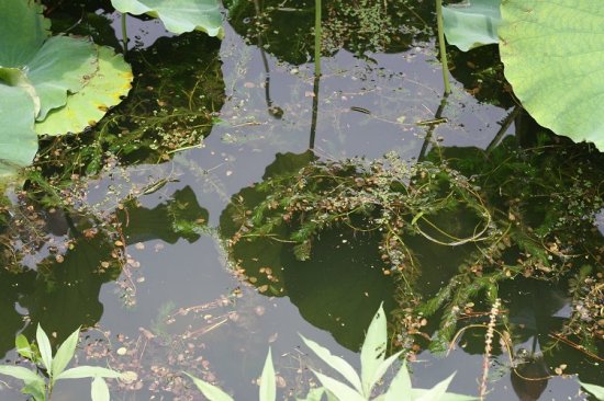 Ư���ĺɻ�-ֲ�ﻨ��