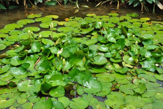 ������ɫ-ֲ�ﻨ��