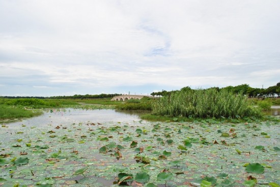 ������ɫ-ֲ�ﻨ��