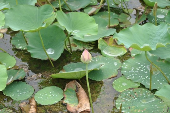 ������ɫ-ֲ�ﻨ��