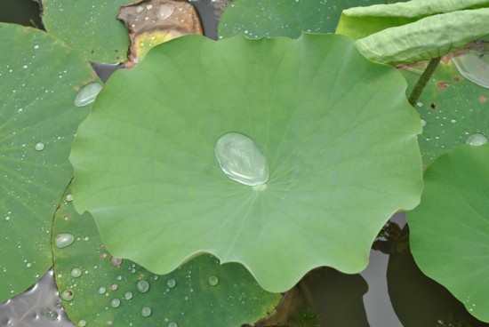 ������ɫ-ֲ�ﻨ��