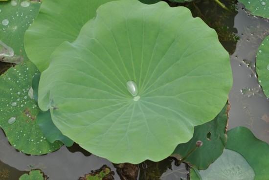 ������ɫ-ֲ�ﻨ��