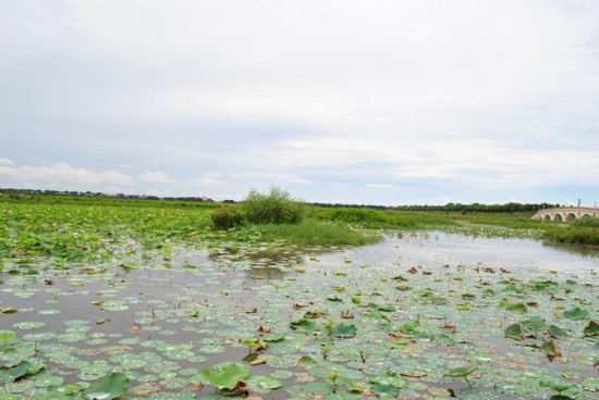 ������ɫ-ֲ�ﻨ��