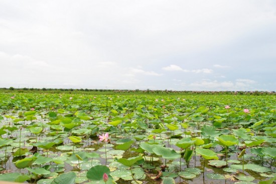 ������ɫ-ֲ�ﻨ��