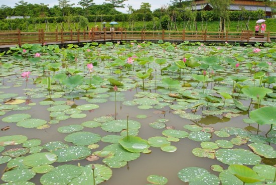 ������ɫ-ֲ�ﻨ��