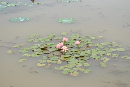 ������ɫ-ֲ�ﻨ��