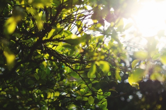 ���ԣ��������ĺ�԰-��Ȼ�羰