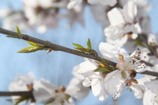 �һ�����Ц����-ֲ�ﻨ��