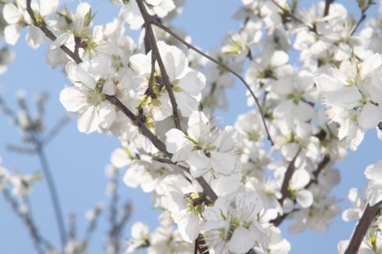 �һ�����Ц����-ֲ�ﻨ��