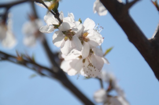 �һ�����Ц����-ֲ�ﻨ��