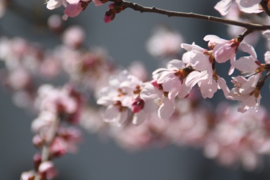 �һ�����Ц����-ֲ�ﻨ��