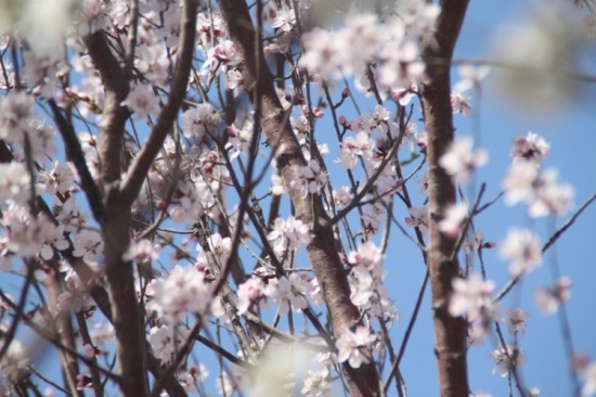 �һ�����Ц����-ֲ�ﻨ��