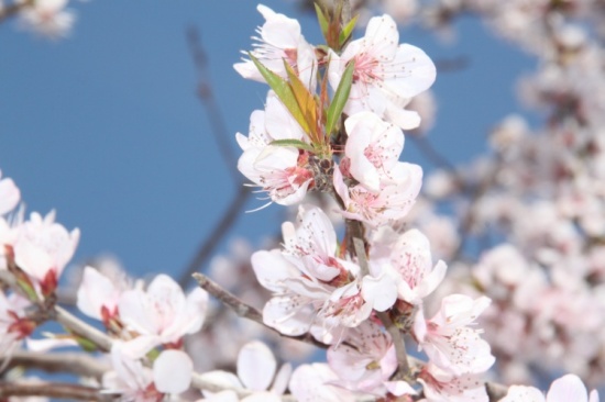 �һ�����Ц����-ֲ�ﻨ��