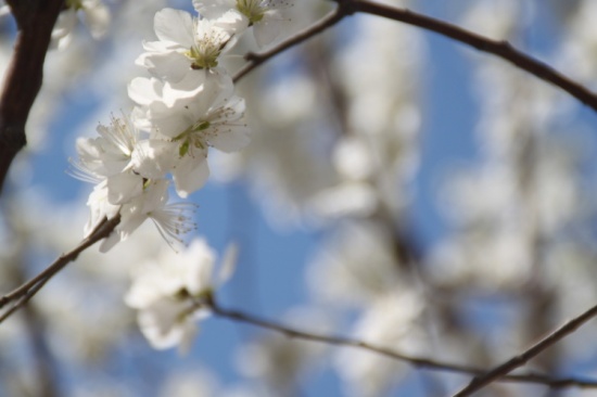 �һ�����Ц����-ֲ�ﻨ��