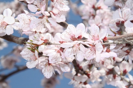 �һ�����Ц����-ֲ�ﻨ��