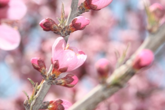 �һ�����Ц����-ֲ�ﻨ��