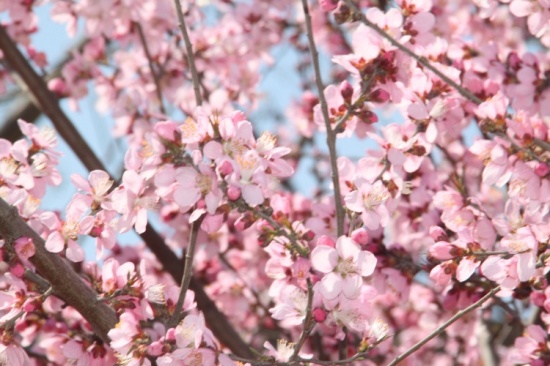 �һ�����Ц����-ֲ�ﻨ��