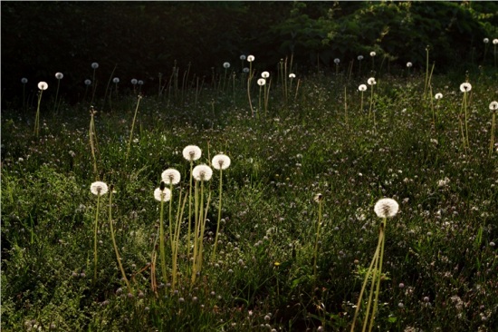 �̽��ĺ���̲-��Ȼ�羰