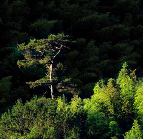 �ͼ���¥С��-��Ȼ�羰