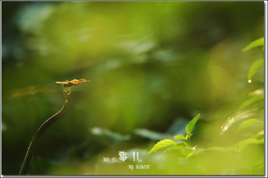 ���{����-��������