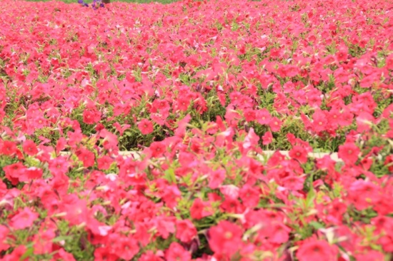 ������԰��-������Ӱ