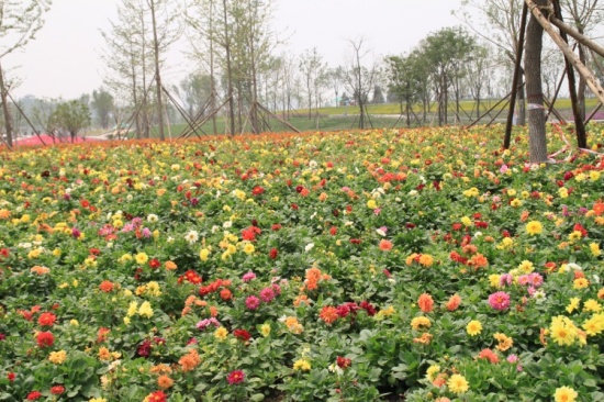 ������԰��-������Ӱ