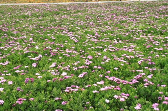 ������԰��-������Ӱ