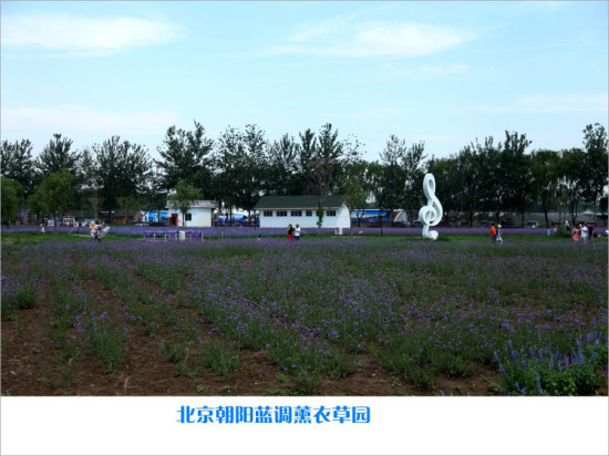 ����޹�²�ׯ԰-ֲ�ﻨ��