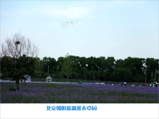 ����޹�²�ׯ԰-ֲ�ﻨ��