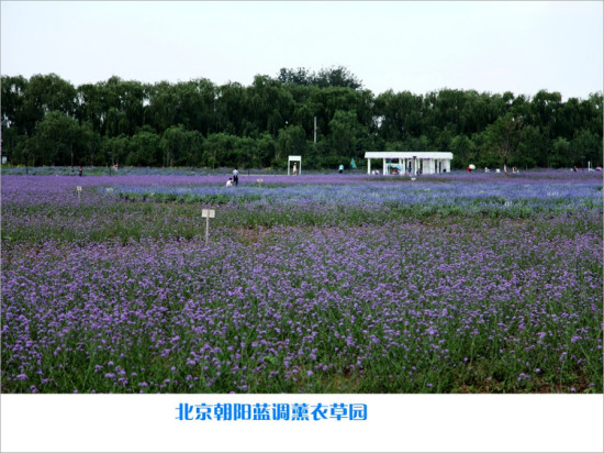 ����޹�²�ׯ԰-ֲ�ﻨ��