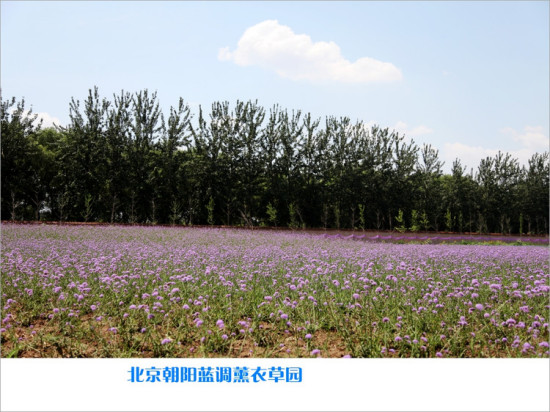 ����޹�²�ׯ԰-ֲ�ﻨ��