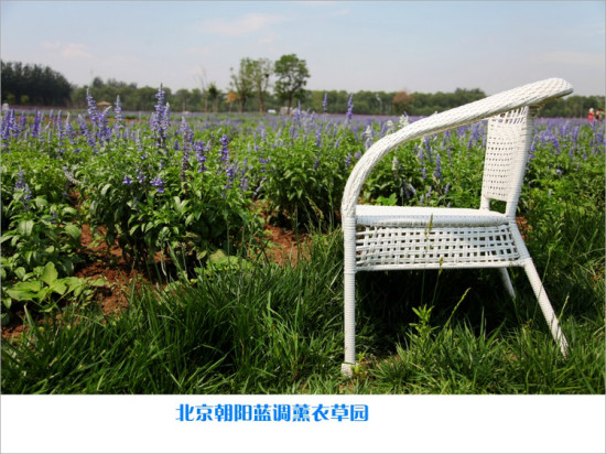 ����޹�²�ׯ԰-ֲ�ﻨ��